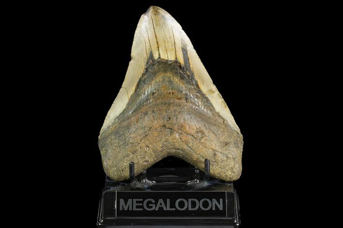 Huge, Fossil Megalodon Tooth - North Carolina #124945